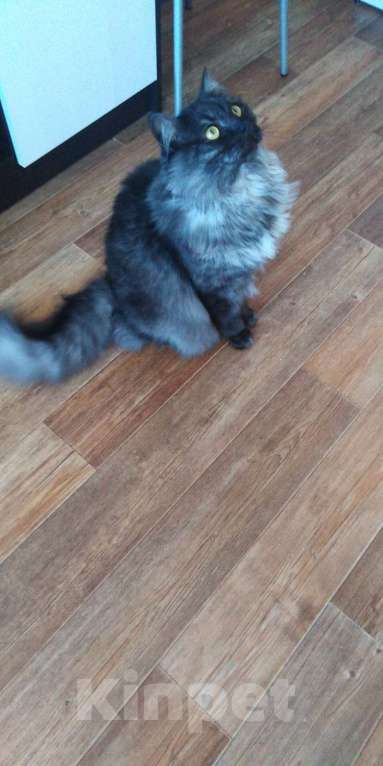 Кошки в Кинешме: У нас котик, славный Тишка, любопытный шалунишка! Мальчик, Бесплатно - фото 2