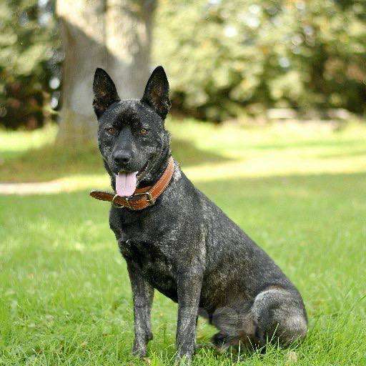 Собаки в Москве: Ким ждет семью Мальчик, Бесплатно - фото 2