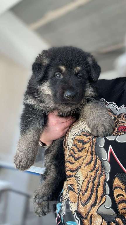 Собаки в Омске: Продаются щенки, подойдут для спорта, охраны и просто в любимцы  Мальчик, 55 000 руб. - фото 1
