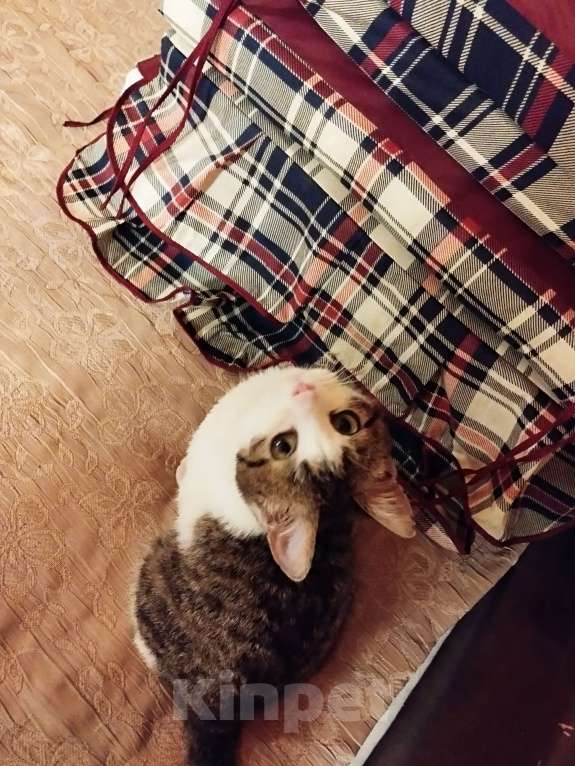 Кошки в Санкт-Петербурге: Девочка котенок Люси Девочка, 50 руб. - фото 5