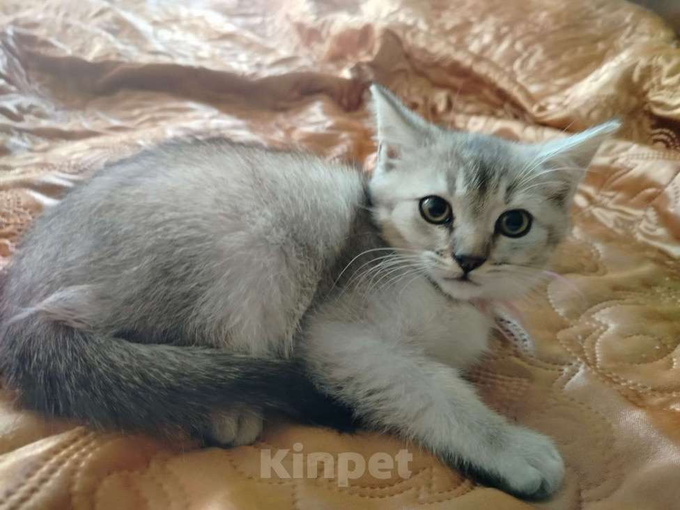 Кошки в Долгопрудном: Шотландские котята от золотой шиншилы  Девочка, 4 000 руб. - фото 1