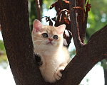 Кошки в Волгодонске: Котёнок Британский Мальчик, 16 000 руб. - фото 1
