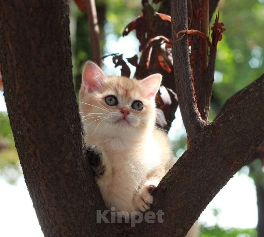 Кошки в Волгодонске: Котёнок Британский Мальчик, 16 000 руб. - фото 1