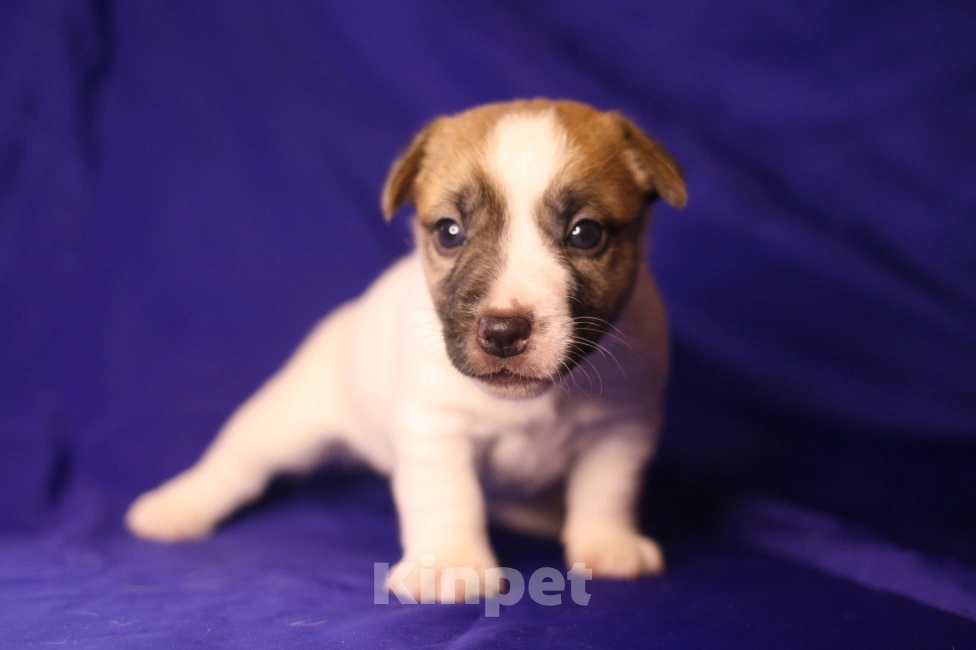 Собаки в Всеволожске: Щенок джек рассел терьера гладкий Мальчик, 50 000 руб. - фото 1