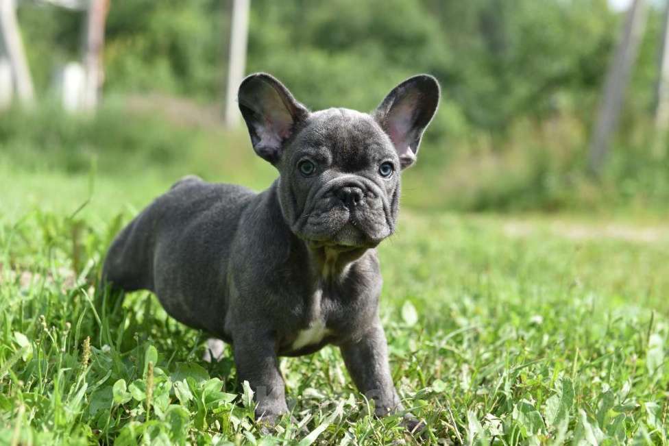 Собаки в Москве: Французский бульдог щенки  Мальчик, 50 000 руб. - фото 4