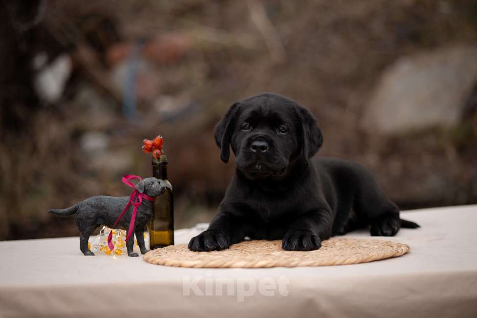 Собаки в Новороссийске: черный лабрадор Мальчик, Бесплатно - фото 2