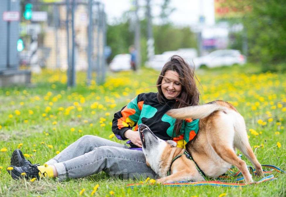 Собаки в Москве: Разыскиваем семью для Ланочки!  Девочка, Бесплатно - фото 8