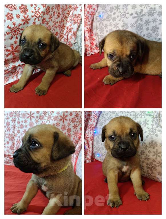 Собаки в других городах Краснодарского края: Кане-Корсо, щенок Девочка, 20 000 руб. - фото 1