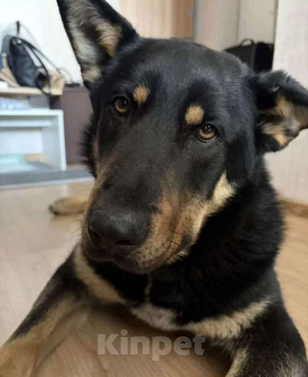 Собаки в Екатеринбурге: взрослый пёс в добрын руки Мальчик, Бесплатно - фото 1