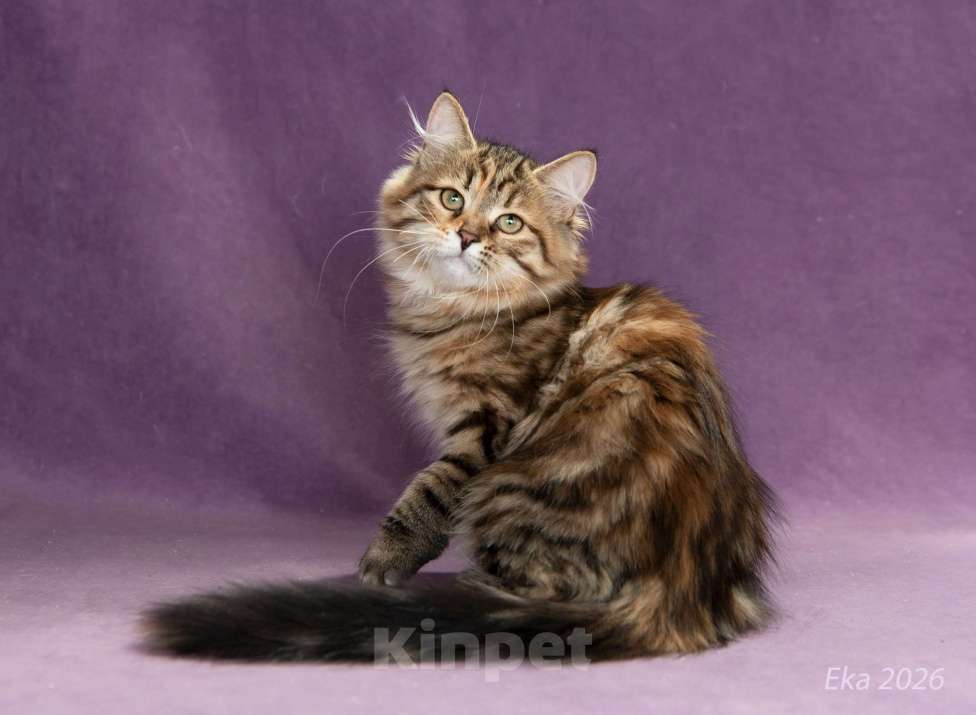 Кошки в Королеве: Сибирский котёнок, девочка Девочка, 70 000 руб. - фото 1