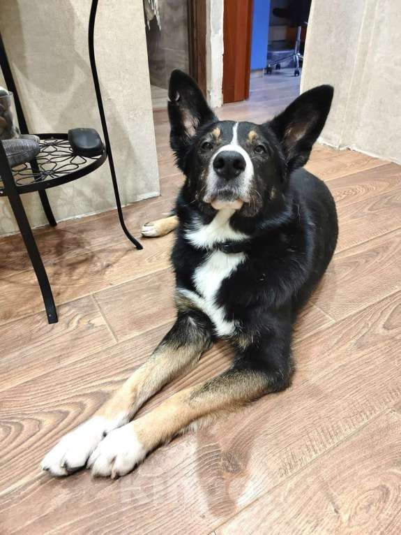 Собаки в Москве: Тимофей ищет дом Мальчик, Бесплатно - фото 4