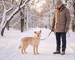 Собаки в Москве: Солнечный пес Мальчик, Бесплатно - фото 3