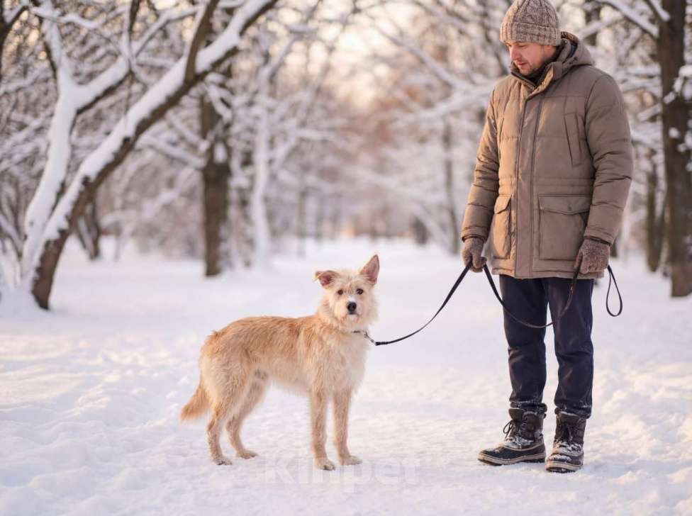 Собаки в Москве: Солнечный пес Мальчик, Бесплатно - фото 3