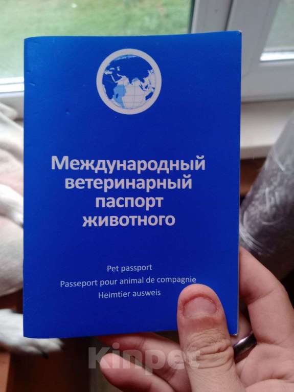 Собаки в Санкт-Петербурге: Отдам девочку в добрые руки Девочка, Бесплатно - фото 3