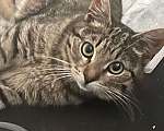 Кошки в Москве: Коржик ищет дом! Мальчик, Бесплатно - фото 3