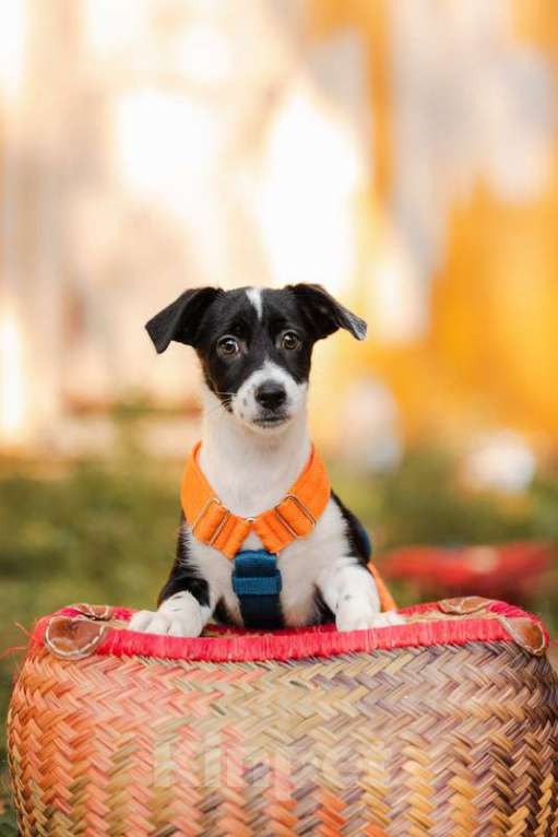 Собаки в Москве: Щенки от маленькой собаки в добрые руки Мальчик, Бесплатно - фото 7