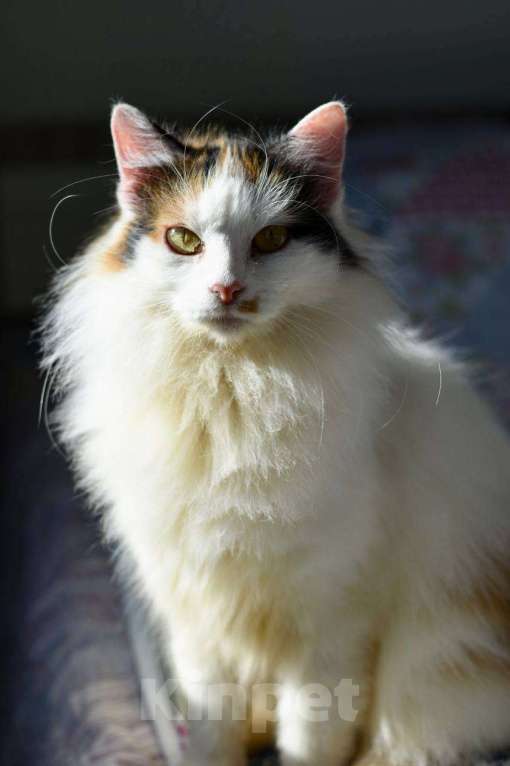 Кошки в Москве: кошка Сара ищет дом Девочка, Бесплатно - фото 3