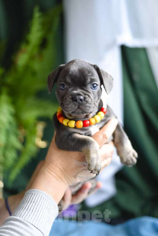 Собаки в Москве: щенки французкиого бульдога Мальчик, 50 000 руб. - фото 5