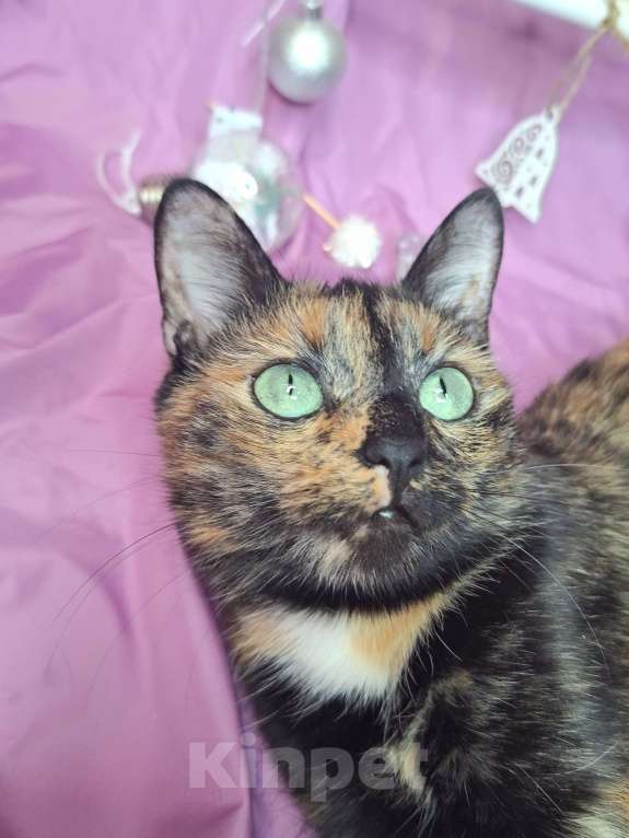 Кошки в Москве: Кошка с невероятными глазами в добрые руки  Девочка, Бесплатно - фото 1