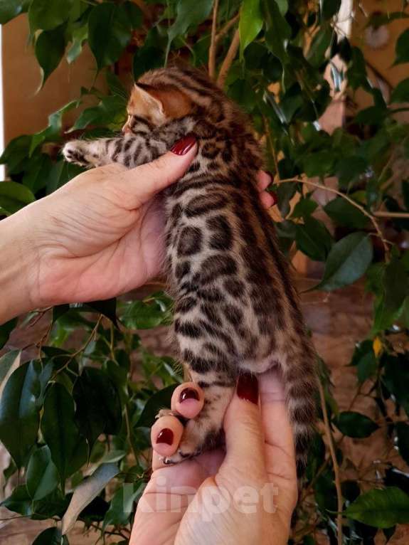 Кошки в Москве: Бенгальский котенок, мальчик Мальчик, 45 000 руб. - фото 3