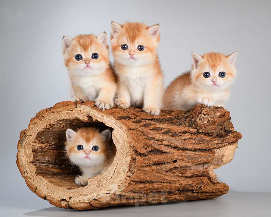 Кошки в Москве: Британские Новогодние котята. Мальчики и девочки. Мальчик, Бесплатно - фото 2