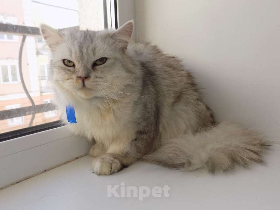 Кошки в Москве: Шотландский длинношерстный прямоухий мальчик Мальчик, 15 000 руб. - фото 4