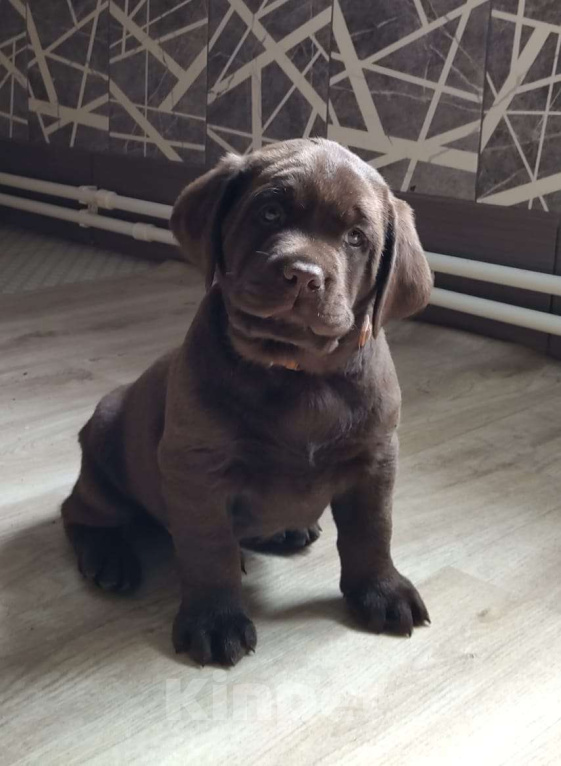 Собаки в Екатеринбурге: Tango&Tash Chivas Мальчик, 70 000 руб. - фото 2