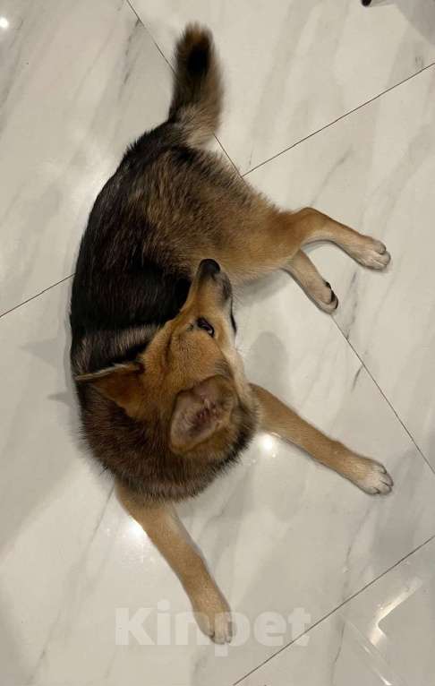 Собаки в Москве: Найдена собака, девочка, в САО, Москва Девочка, Бесплатно - фото 1