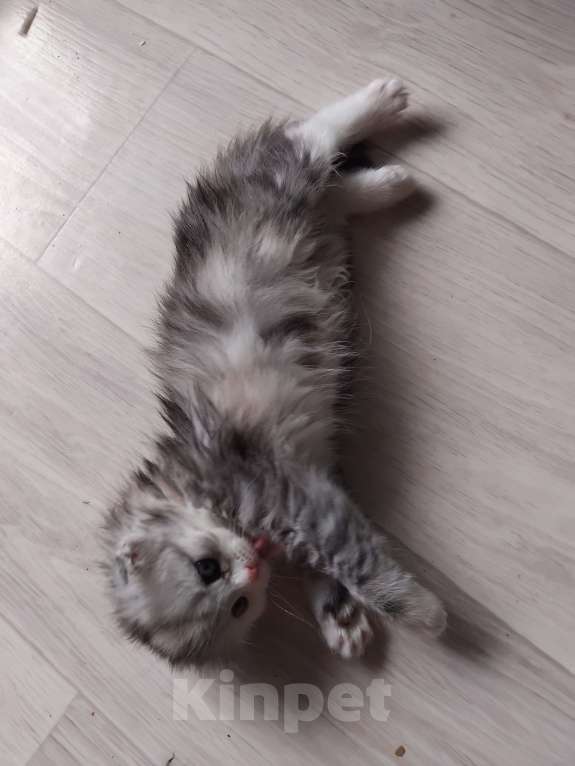 Кошки в Новосибирске: Шотландики Мальчик, 7 000 руб. - фото 4