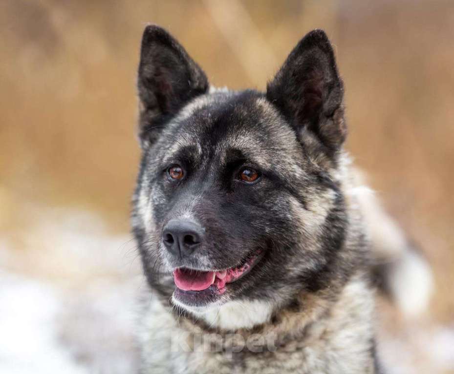 Собаки в Москве: Принцесса Нори Девочка, Бесплатно - фото 2