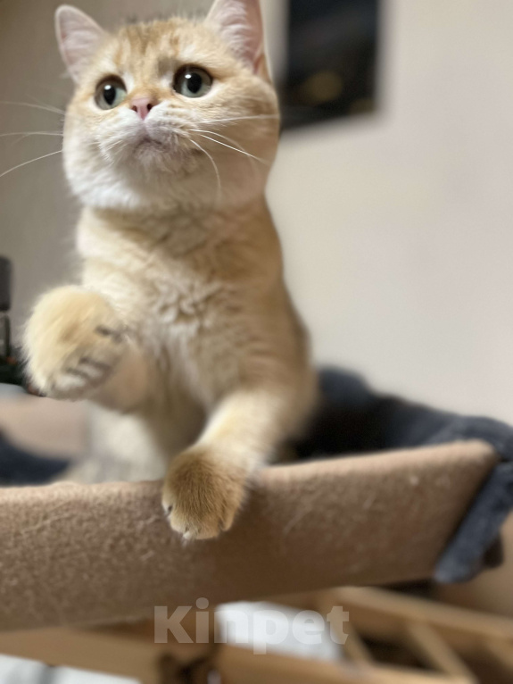 Кошки в Москве: Шотландский котенок  Девочка, 35 000 руб. - фото 3