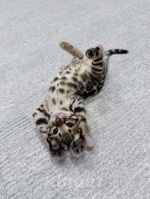 Кошки в Москве: Бенгальский котёнок Девочка, 35 000 руб. - фото 4