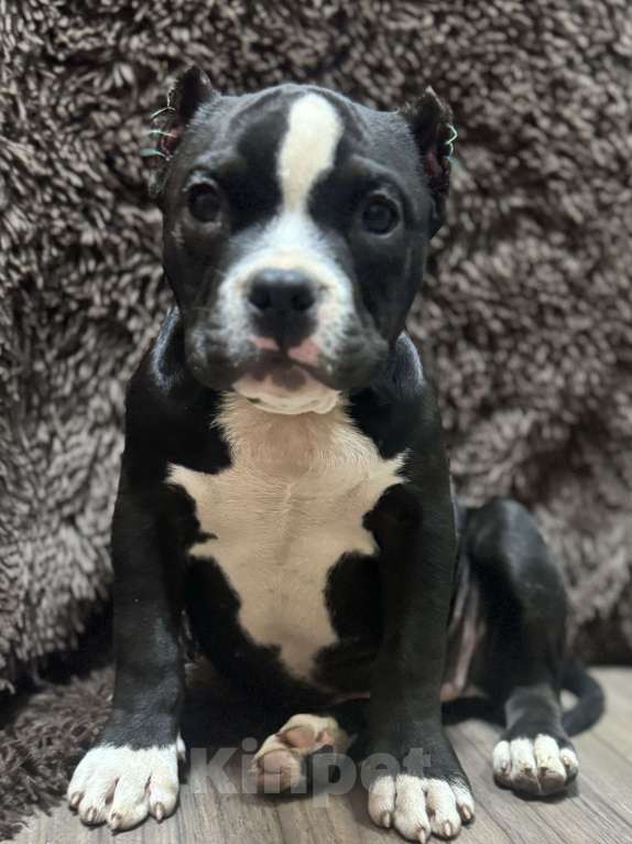 Собаки в других городах Московской области: Американский Булли   Девочка, 50 000 руб. - фото 3