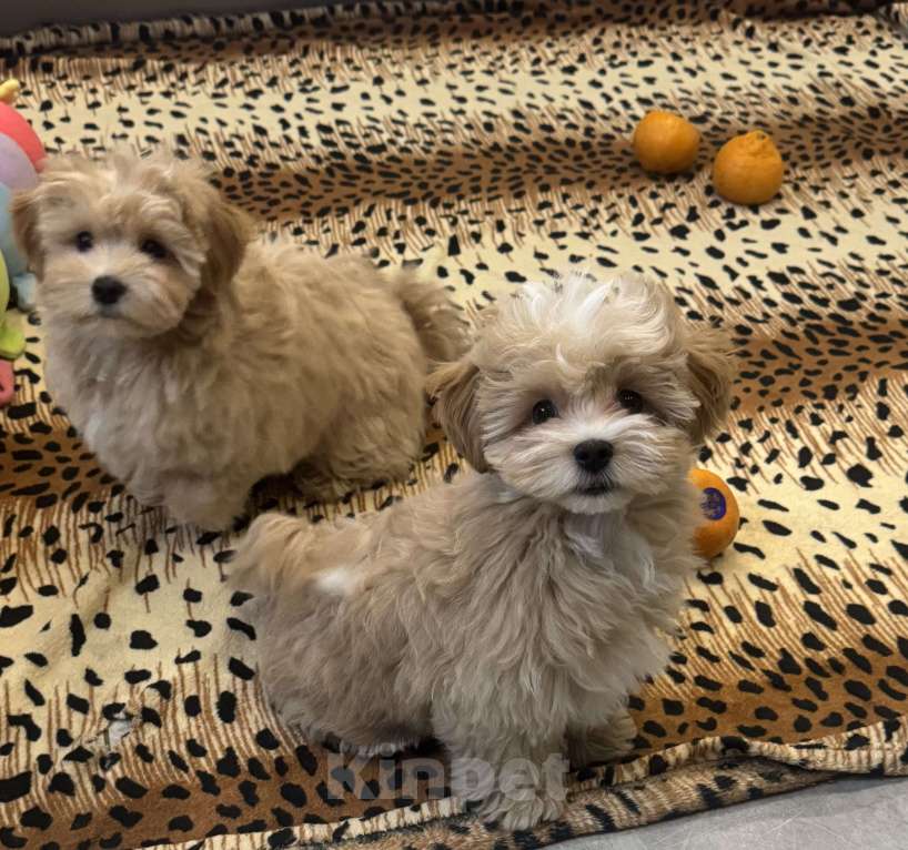 Собаки в Воронеже: Очень милая малышка мальтипу мини ф1, Девочка, 150 000 руб. - фото 3