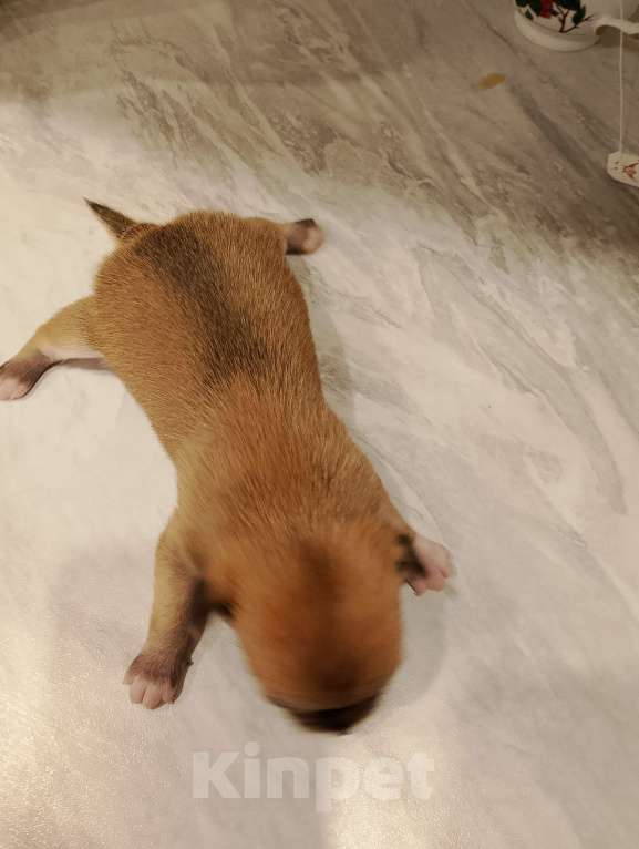 Собаки в Рязани: Щенок чихуахуа чистокровный Мальчик, 15 000 руб. - фото 4