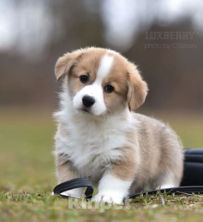 Собаки в Санкт-Петербурге: Вельш Корги Пемброк Мальчик, Бесплатно - фото 2