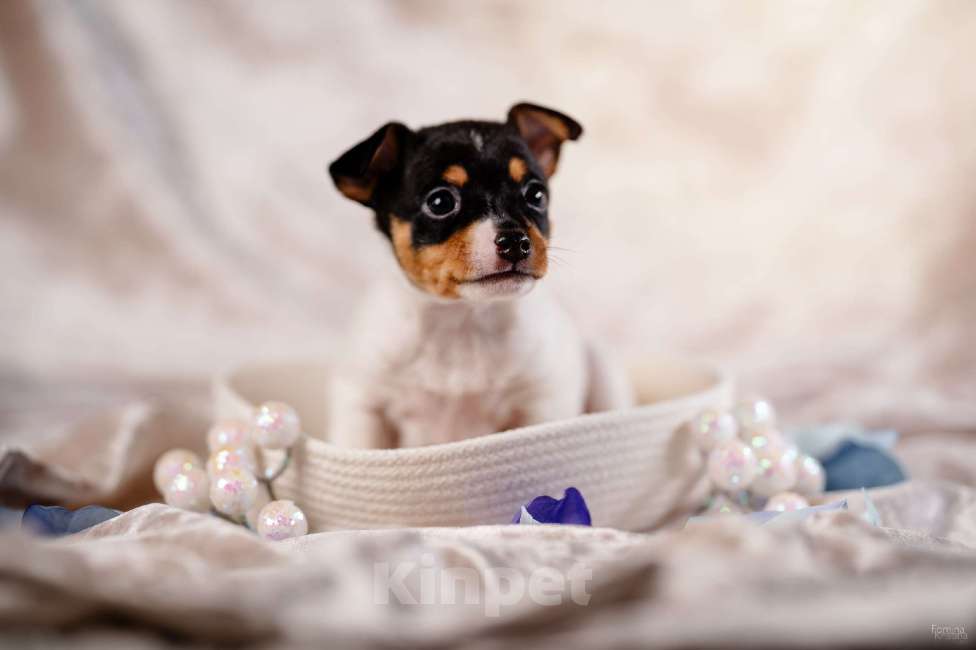 Собаки в Москве: Щенок той-фокстерьера, мальчик  Мальчик, 55 000 руб. - фото 3