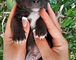 Собаки в Азове: Щенок Чихуахуа Мальчик, 25 000 руб. - фото 1