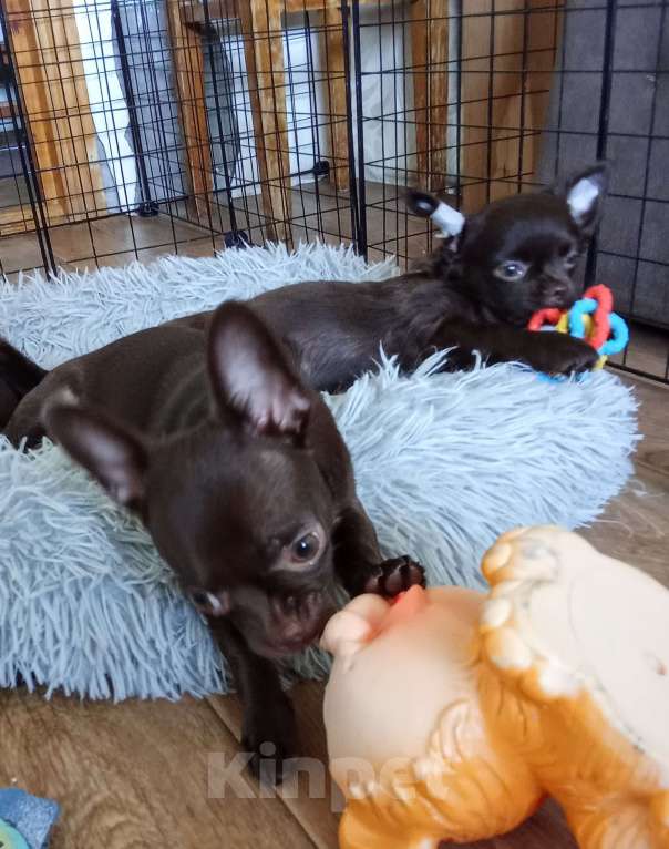 Собаки в Самаре: Чихуахуа щенки Мальчик, 35 000 руб. - фото 1