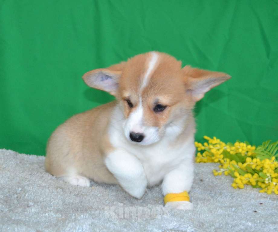 Собаки в Ореховом-Зуево: Коротколапики Девочка, Бесплатно - фото 3