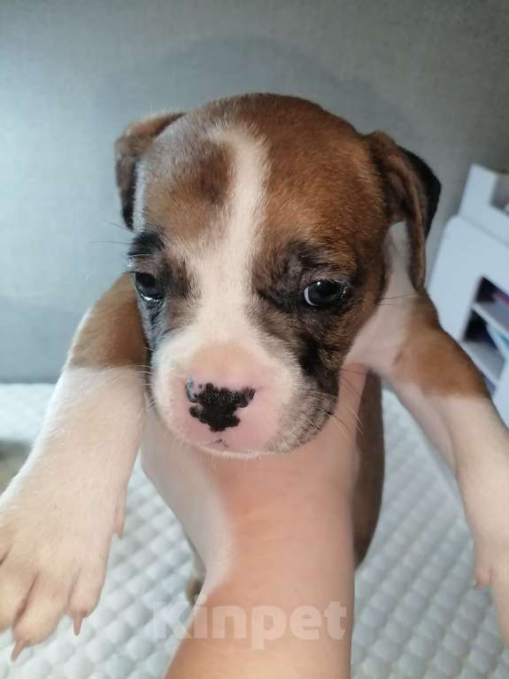 Собаки в Ростове-на-Дону: Щенок метис французского бульдога и бигля Мальчик, Бесплатно - фото 3