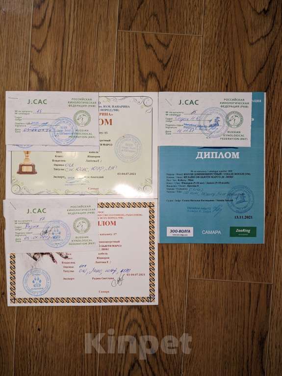 Собаки в Самаре: Кобель для вязки, колли Мальчик, 1 руб. - фото 4