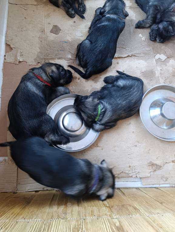 Собаки в Нижнем Новгороде: Щенки миттельшнауцера Девочка, 50 000 руб. - фото 3