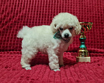 Собаки в Москве: Пудель миниатюрный белый Мальчик, 70 000 руб. - фото 3