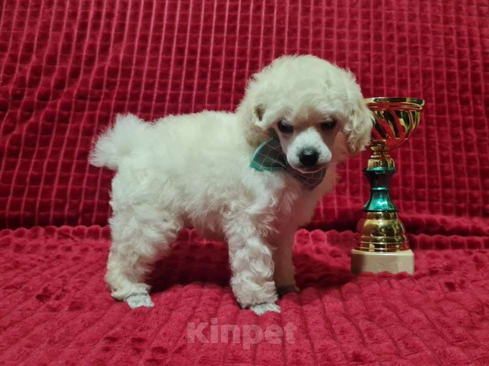 Собаки в Москве: Пудель миниатюрный белый Мальчик, 70 000 руб. - фото 3