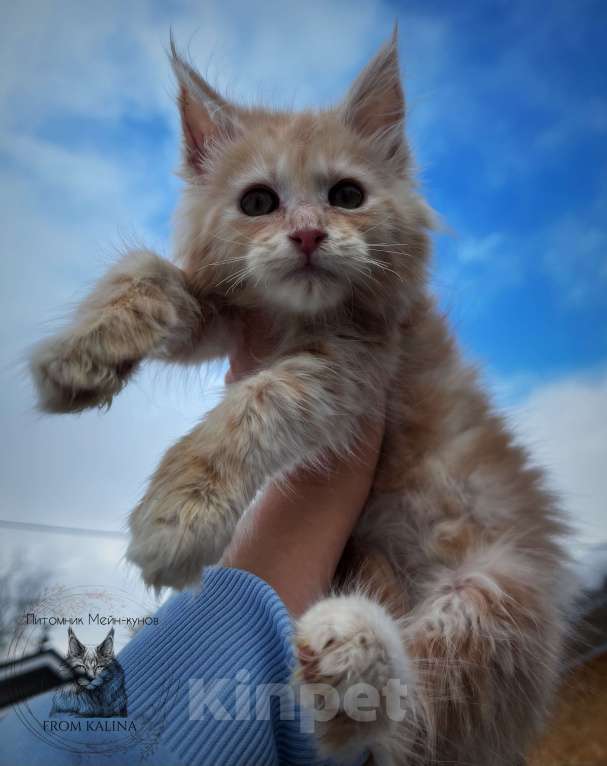 Кошки в Санкт-Петербурге: Котик красное серебро Мальчик, 35 000 руб. - фото 2