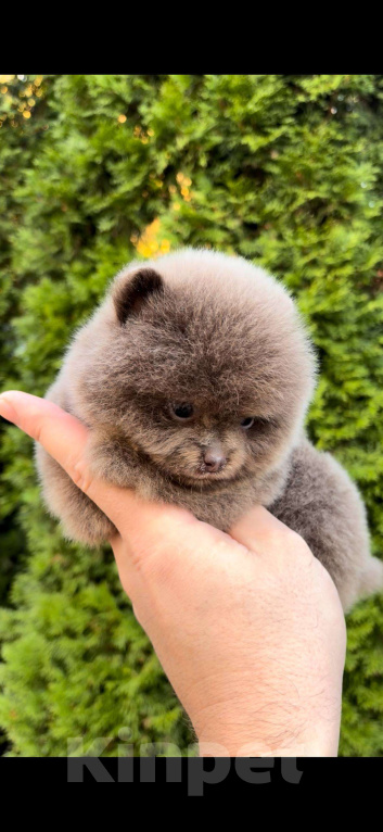 Собаки в Москве: Мини померанский шпиц премиум качества Мальчик, 150 000 руб. - фото 1