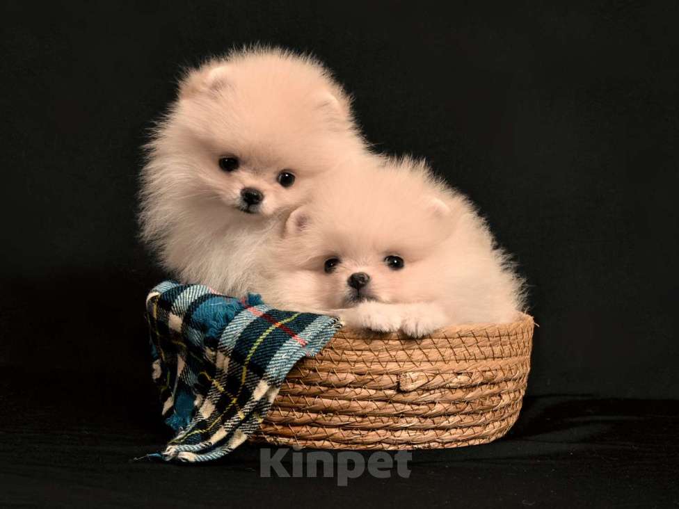 Собаки в Москве: Мальчик Девочка, 30 000 руб. - фото 2