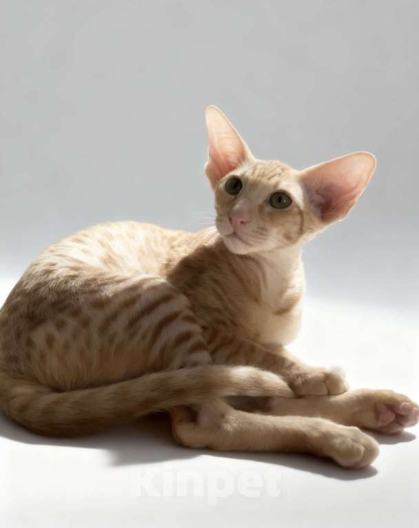 Кошки в других городах Московской области: Ориентальные котята экстрим с документами Мальчик, Бесплатно - фото 1