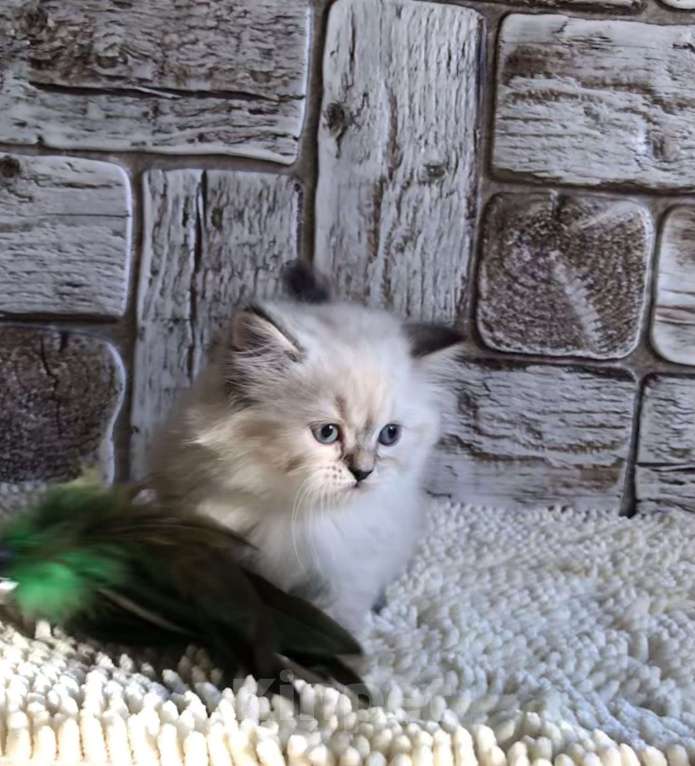 Кошки в Москве: продаются шотландские котята Девочка, 20 000 руб. - фото 4